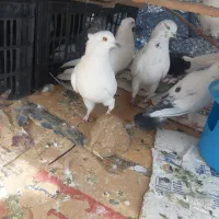 کفتر با اصالت