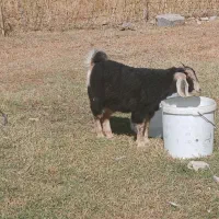 ۴ عدد بزغاله چاق|حیوانات مزرعه|ایلام, |دیوار