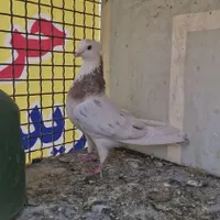 کبوتر|پرنده|تهران, سلسبیل|دیوار