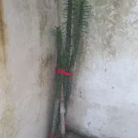 گل کاتوس بزرگ