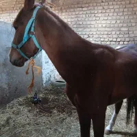 اسب نریون کرد