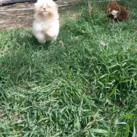 سگ شیتزو پودل سایز ریز پشمی