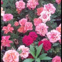 کارگر ساده خانم و اقا