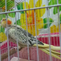 عروس هلندی ماده مولد|پرنده|طبقده, |دیوار