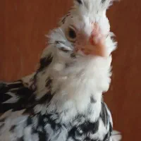 نیمچه گلین مرغ و خروس|حیوانات مزرعه|اسلام‌شهر, شاطره|دیوار