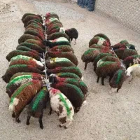 بره نر گوسفند زنده تخفیف ویژه برای مراسمات
