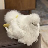 مرغ ابریشمی تخم گذار