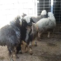 بره چاق پرواری درجه یک