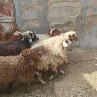 بره نره وماده|حیوانات مزرعه|بندر ماهشهر, |دیوار