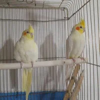 یک جفت عروس هلندی لوتینو بفروش می‌رسد فروش فوری|پرنده|فامنین, |دیوار