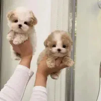 توله سگ آپارتمانی شیتزو مالتیپو مینی