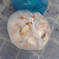 قارچ خوراکی