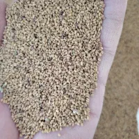 بذر یونجه رنجر|خدمات باغبانی و درختکاری|شیراز, ارم|دیوار