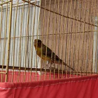 قناری نر یکساله و بخون