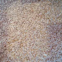 گندم دیم محمداباد