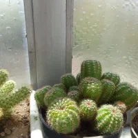 فروش گل های زیبا و شاداب