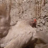 جاپنیز کف خواب|حیوانات مزرعه|ایزدشهر, |دیوار