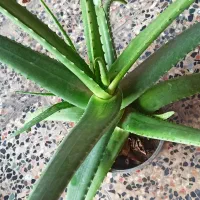 فروش گیاه الورا|گل و گیاه طبیعی|چابهار, |دیوار