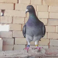 پلاکی عراق وعربستان