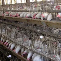 پخش اصلی مرغ تخم گذار(هلندی)