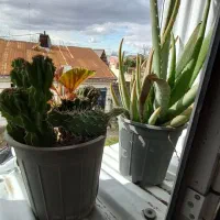 گل آلوورا پر|گل و گیاه طبیعی|رشت, جانبازان|دیوار