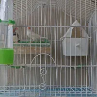 فنچ جفت|پرنده|بیستون, |دیوار