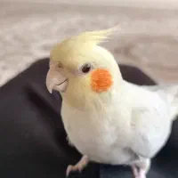 دو عروس هلندی