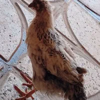 یک عدد مرغ گلباقالی گم شده