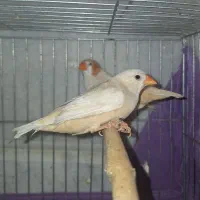 فنچ کینگ|پرنده|کرج, جهانشهر|دیوار