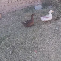 غاز واردک|حیوانات مزرعه|بروجرد, |دیوار