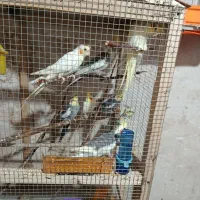 ۱۰عدد عروس هلندی ۲عدد مرغ مینا و ۳عدد فنچ|پرنده|بوکان, |دیوار