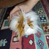 خوکچه هندی چهار ماهه