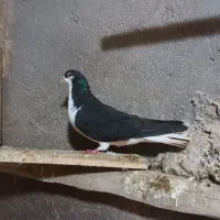 ی جفت سیاپوش|پرنده|قزوین, |دیوار