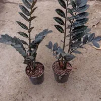 زاموفیلیا بلک،