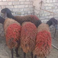 بره ماده افشار