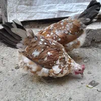 مرغ وجوجه گلین لری