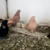 کبوتر رنگی|پرنده|ابهر, |دیوار