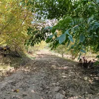 باغ گردو در روستای صفی آباد|فروش زمین و ملک کلنگی|دوزین, |دیوار