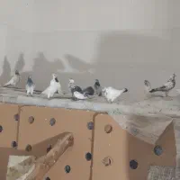 کبوتر کله دم سبز|پرنده|دهق, |دیوار