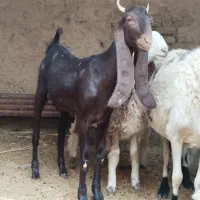 کهره مری