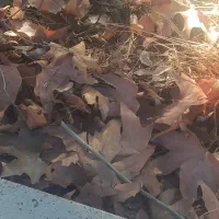 گص تابعه تّبطیل|اسباببازی|سوسنگرد, |دیوار