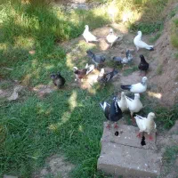 کبوتر فروشی