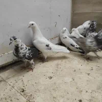 کبوتر پرشی|پرنده|قرچک, مهدیه|دیوار