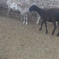 میشچینی|حیوانات مزرعه|اردستان, |دیوار