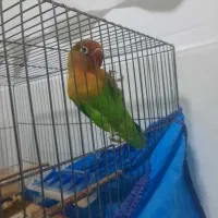 کوتوله برزیلی