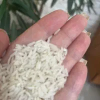 فروش برنج شیرودی از کارخانه