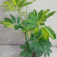 گل شفلرا زیبا