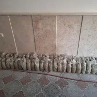 قمقمه دوجداره|ظروف نگهدارنده، پلاستیکی، یک‌بارمصرف|مشهد, احمدآباد|دیوار