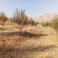 فروش باغ|فروش دفتر صنعتی، کشاورزی، تجاری|اشنویه, |دیوار