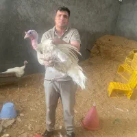 جوجه بوقلمون بیوتی ۶(گوشتی)زرین|حیوانات مزرعه|شیراز, حافظیه|دیوار